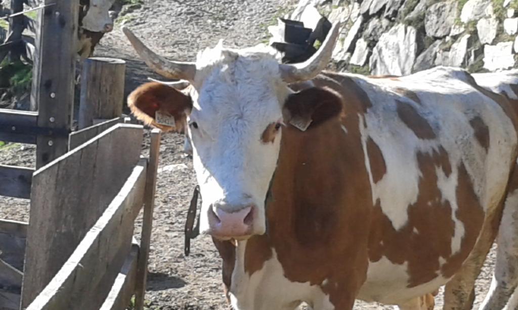 Willa Obertimmeltaler Matrei in Osttirol Zewnętrze zdjęcie
